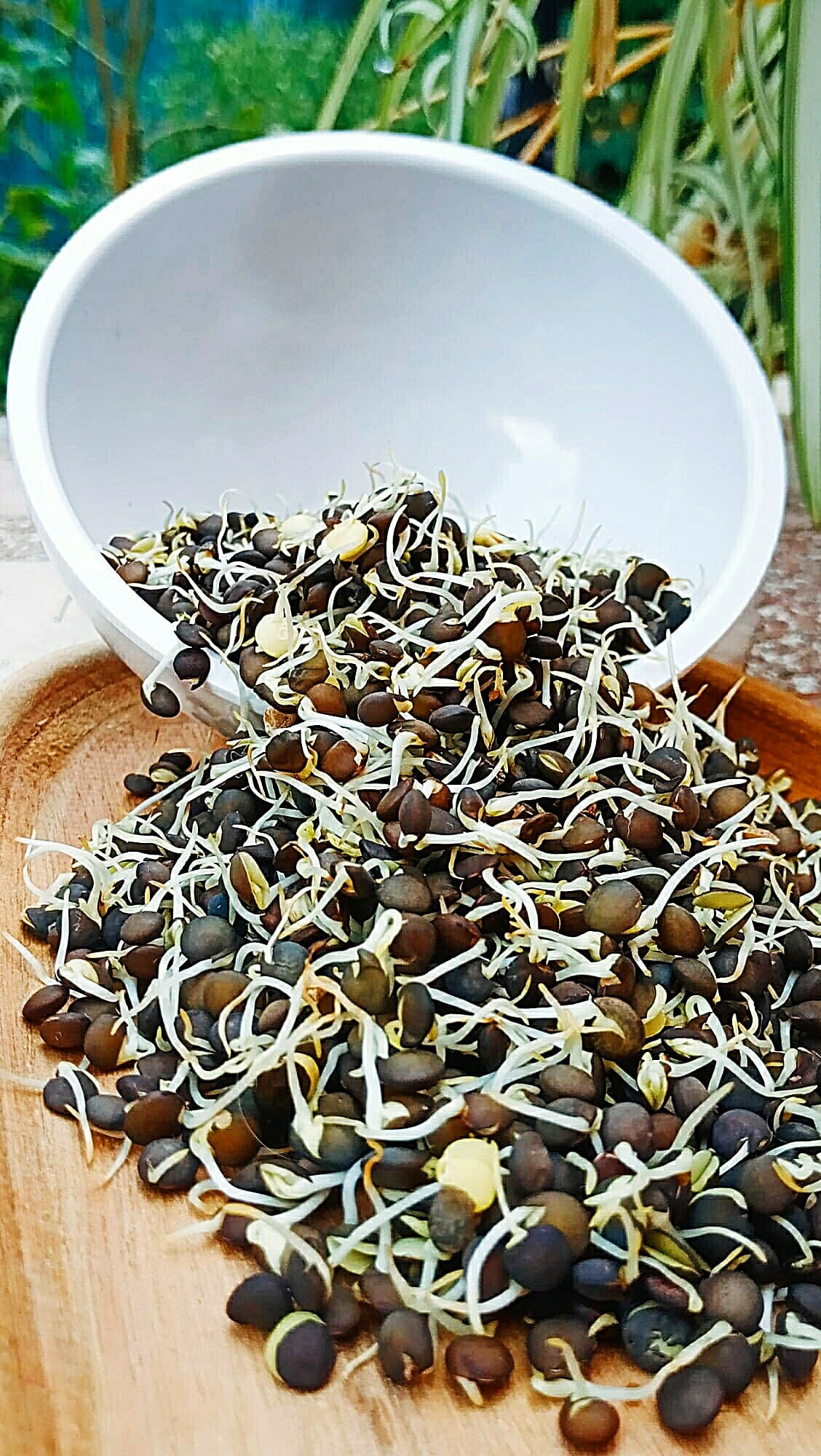 lenteja beluga germoinada