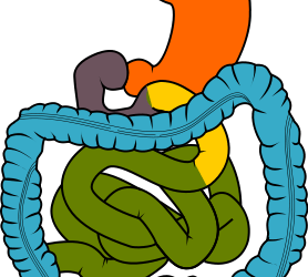 Microbiota y salud intestinal