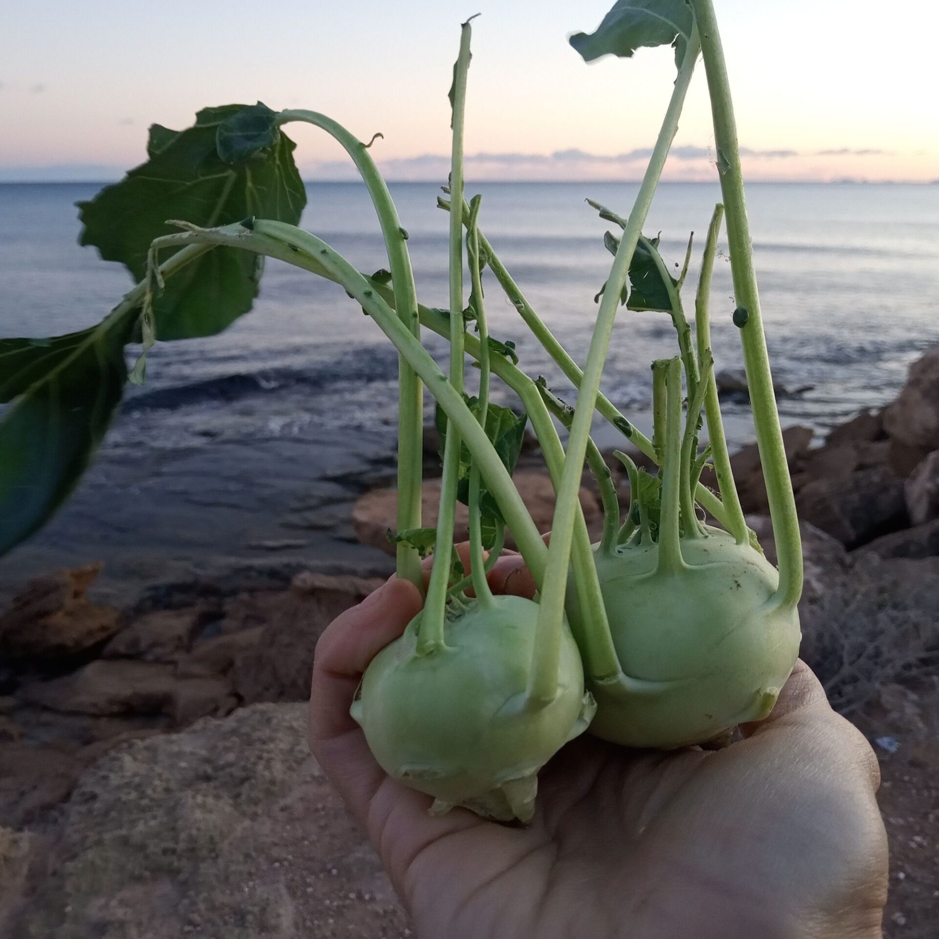 pakchoi