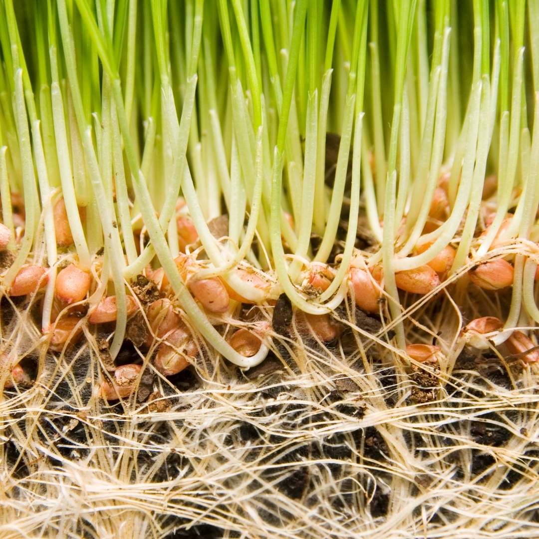 germinados