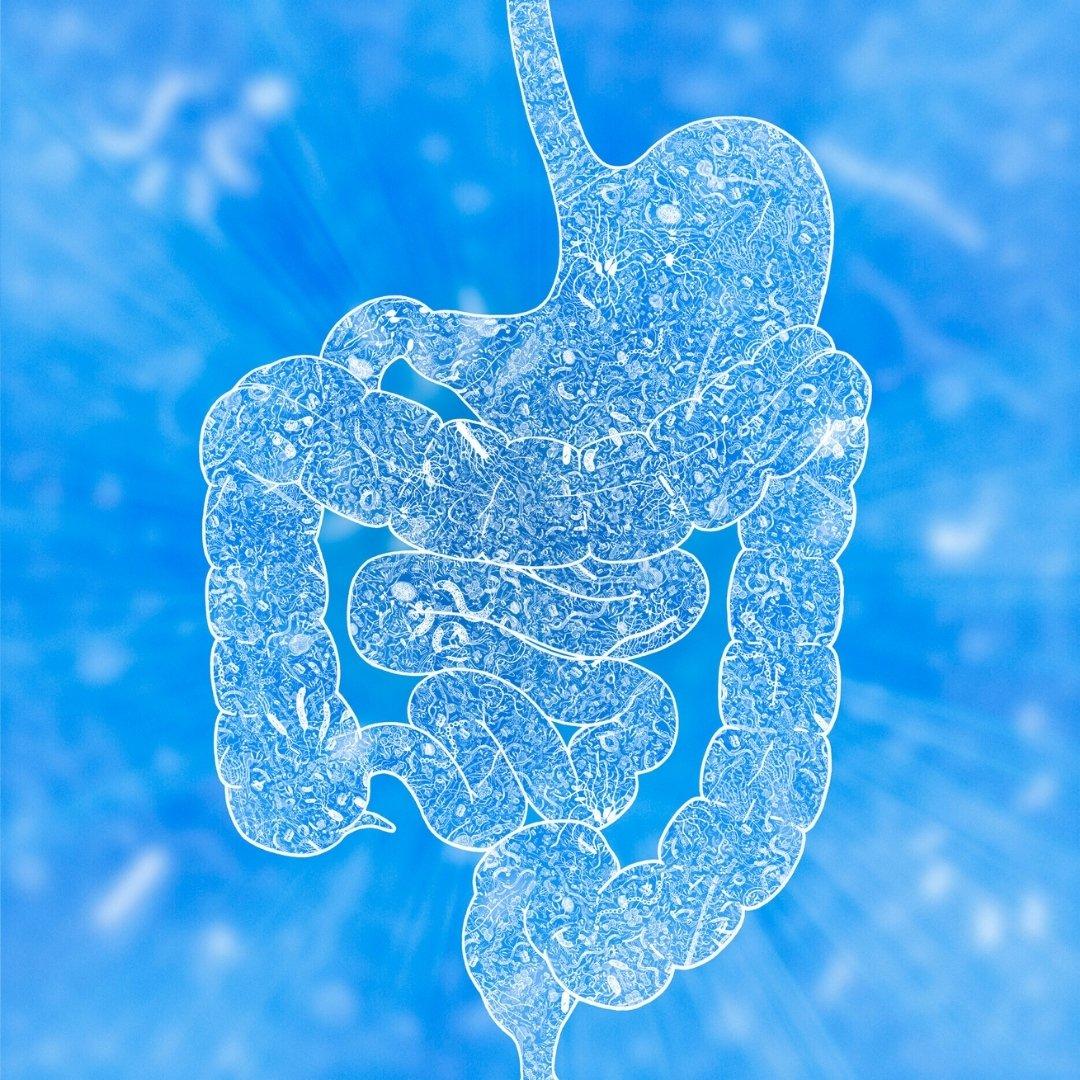 regeneración microbiota intestinal