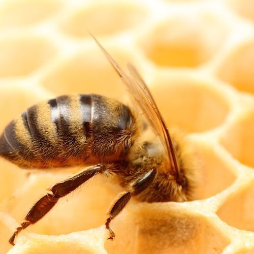 abejas en panal