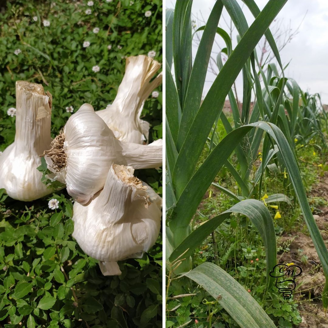 Cabezas de ajo y tallos