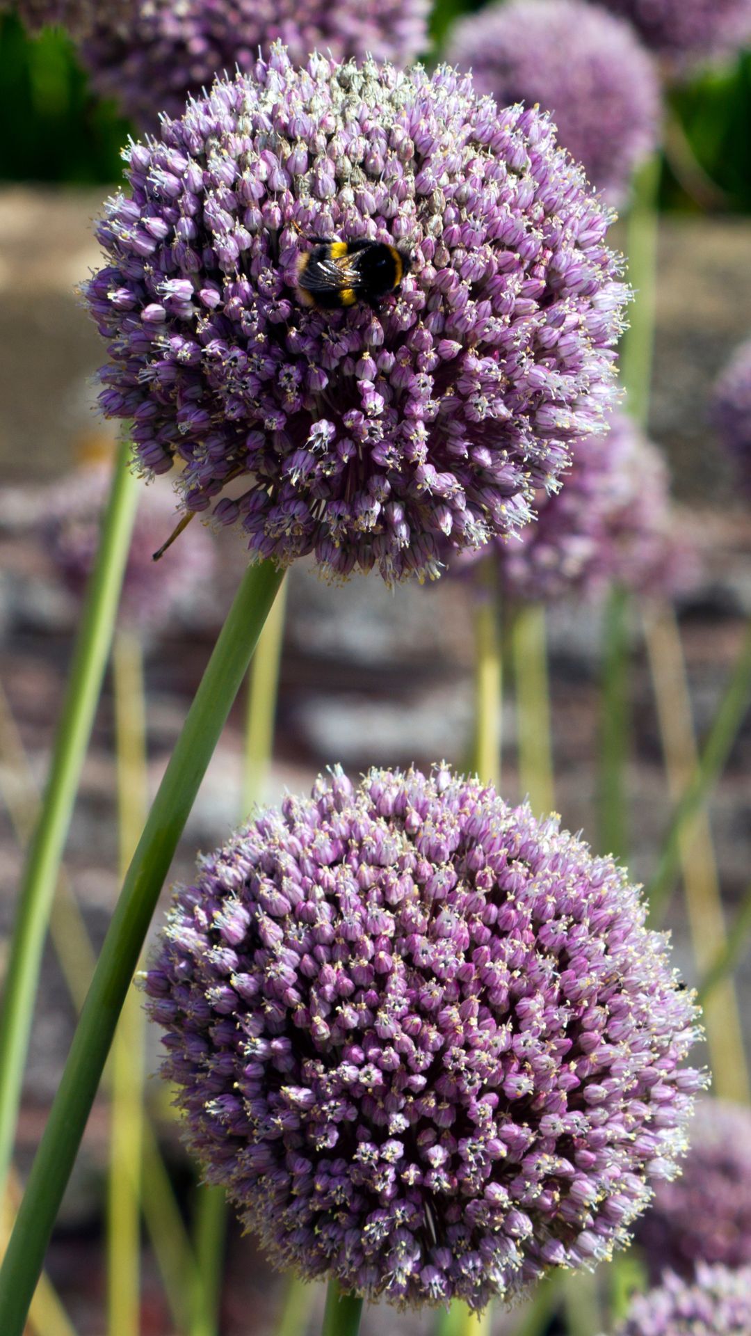flor de ajo