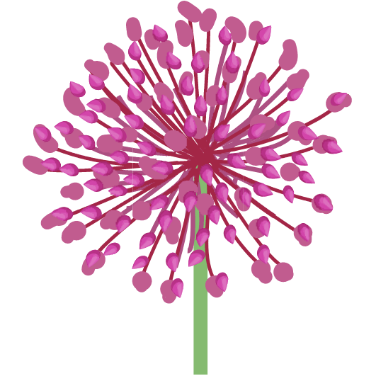 flor de ajo