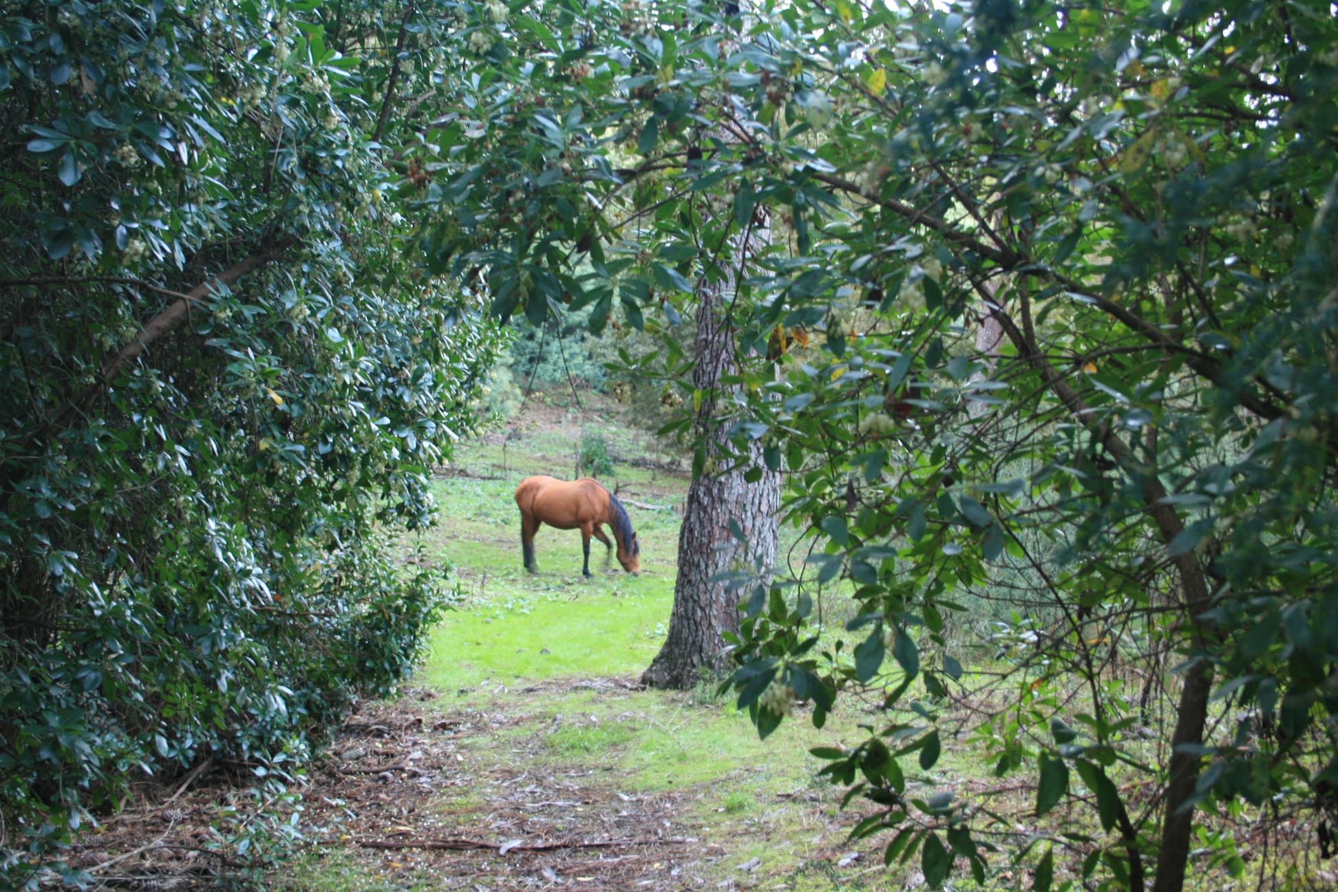 BOSQUE CABALLO