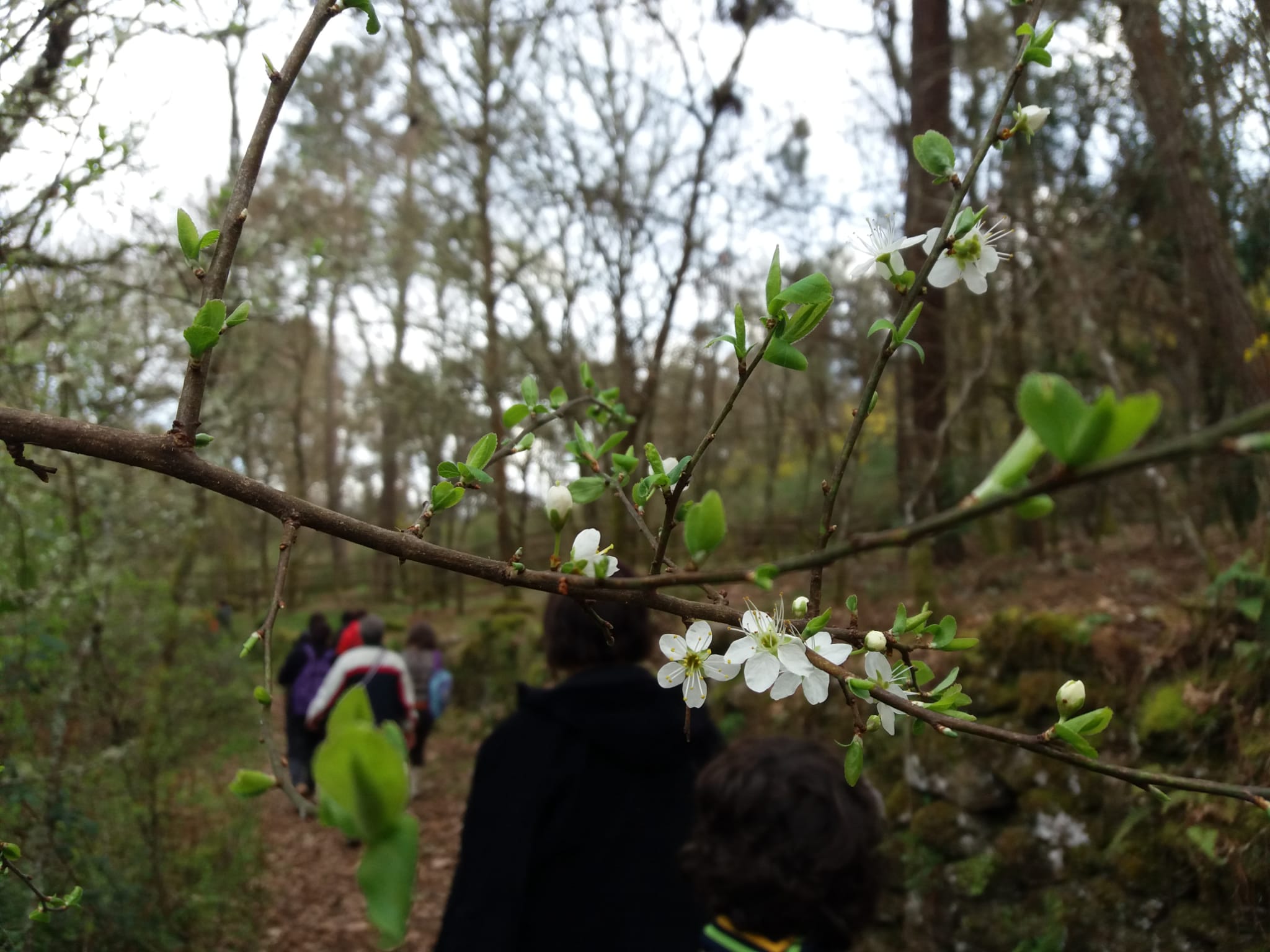 CAMINANDO POR RIDIMOAS