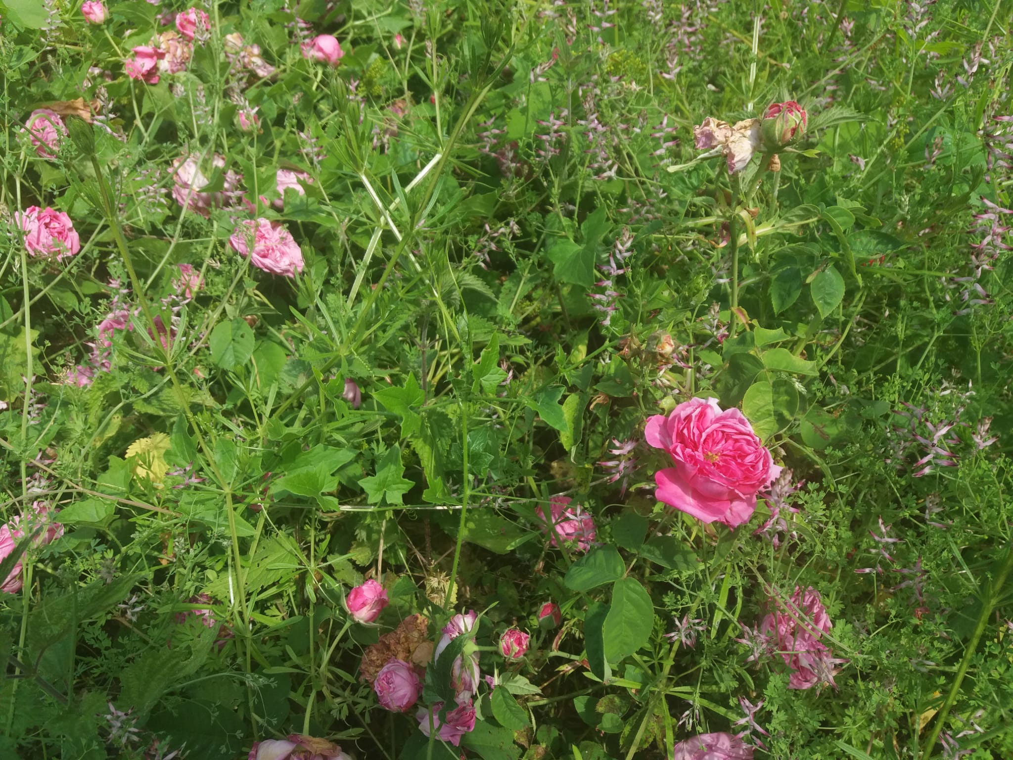 FLORES RIDIMOAS