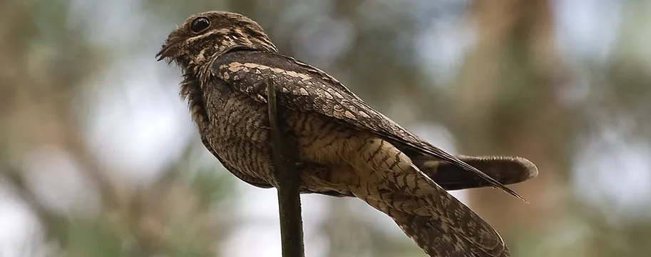 PORTADA PAJARO RIDIMOAS