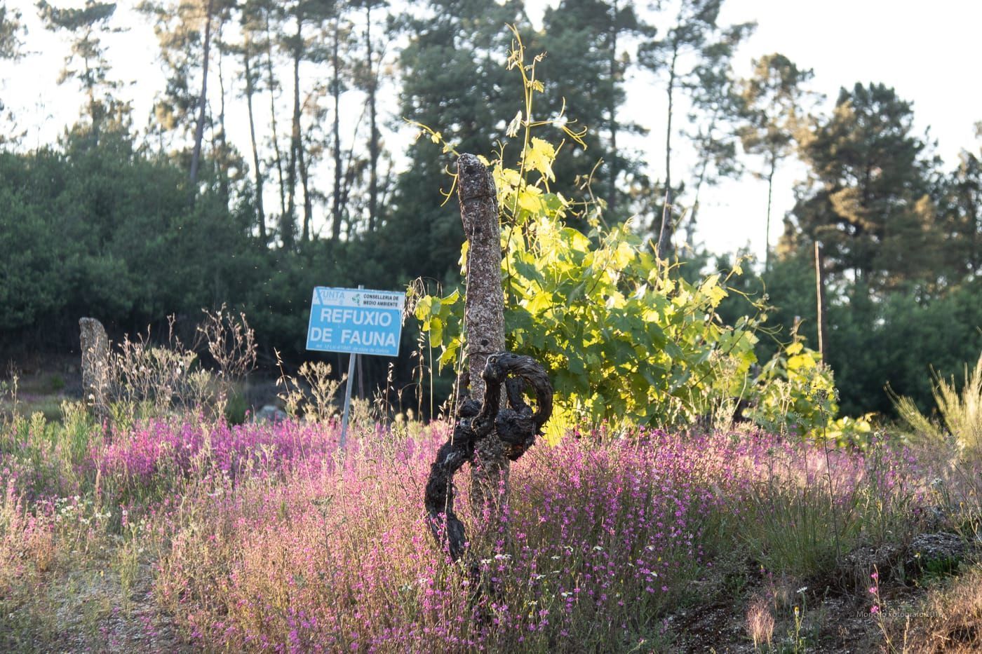 REFUGIO RIDIMOAS