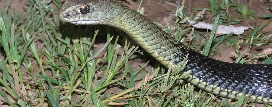 SERPIENTE RIDIMOAS